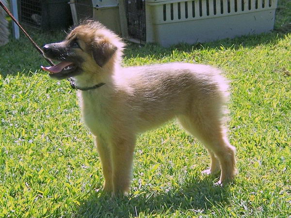 Пиренейская короткошерстная овчарка (Pyrenean Sheepdog Smooth Faced) - щенок