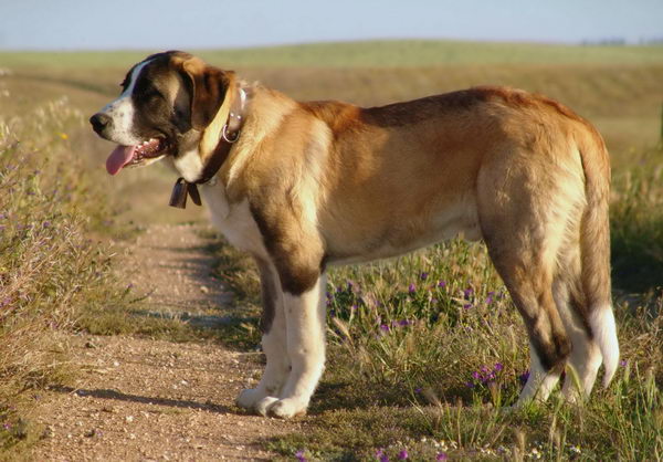 Рафейро до Алентехо  (Rafeiro do Alentejo)