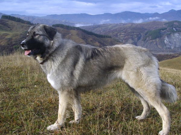 Румынская карпатская овчарка (Romanian Carpathian Sheepdog)