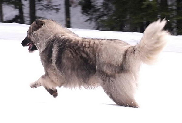 Румынская карпатская овчарка (Romanian Carpathian Sheepdog)