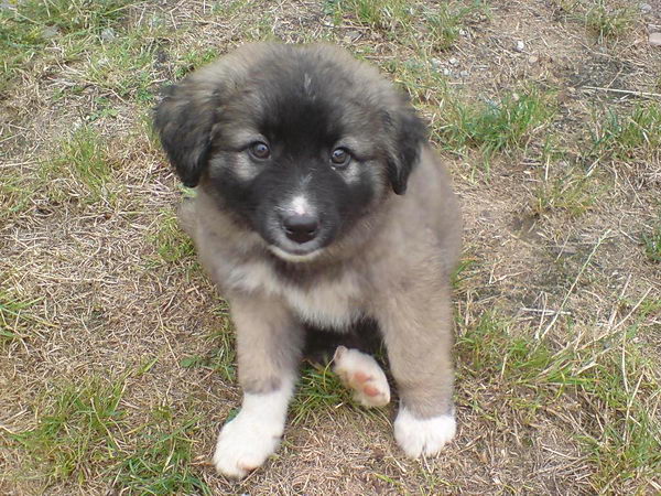 Щенок румынской карпатской овчарки (Romanian Carpathian Sheepdog)