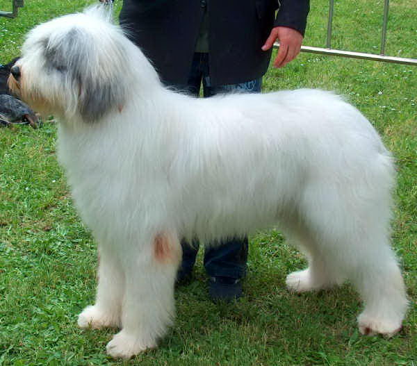 Румынская миоритская овчарка (Romanian Mioritic Sheepdog)