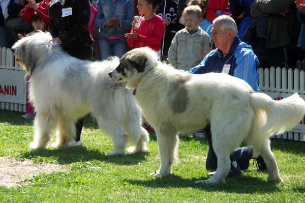 Румынская миоритская овчарка (Romanian Mioritic Sheepdog)