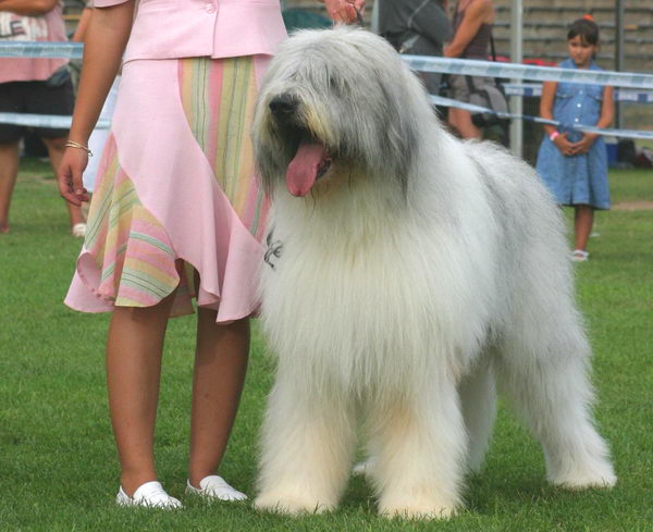 Румынская миоритская овчарка (Romanian Mioritic Sheepdog)