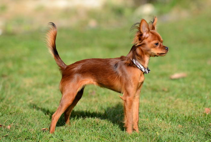 Русский той терьер (Russian Toy terrier)