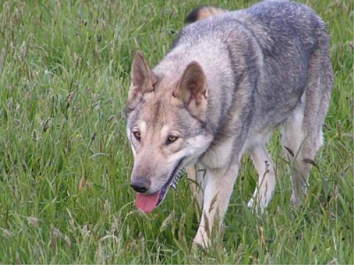 Саарлоос вольфхонд (Saarloos Wolfdog)