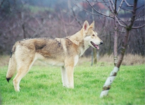 Саарлоос вольфхонд (Saarloos Wolfdog)