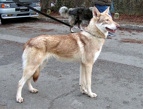 Саарлоос вольфхонд (Saarloos Wolfdog)