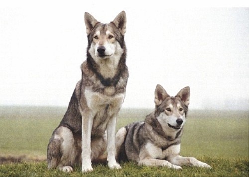 Саарлоос вольфхонд (Saarloos Wolfdog)