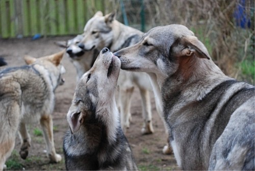 Саарлоос вольфхонд (Saarloos Wolfdog) в стае