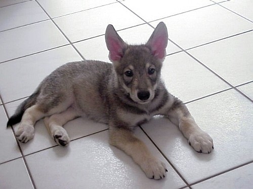 Саарлоос вольфхонд (Saarloos Wolfdog) щенок