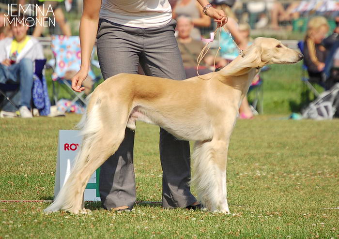 Салюки (Saluki)