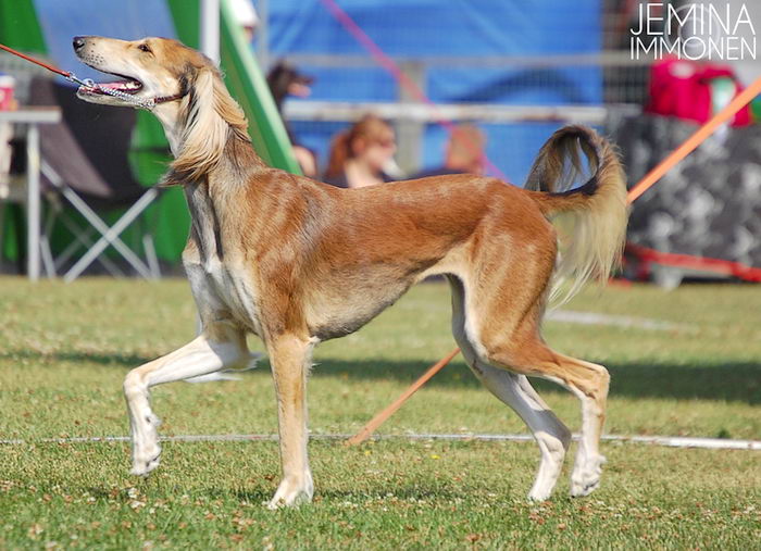 Салюки (Saluki)