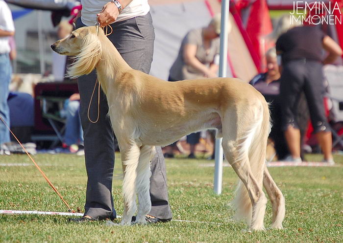 Салюки (Saluki)