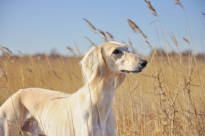 Салюки (Saluki)