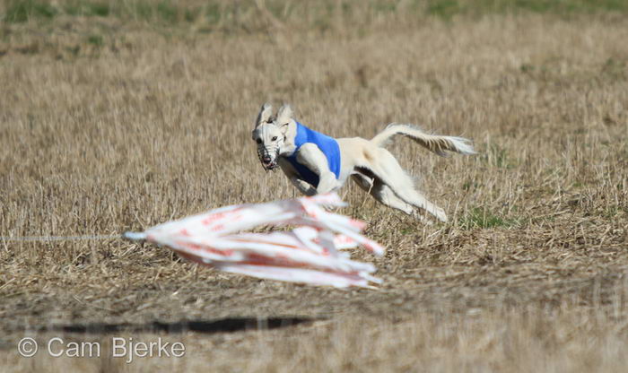 Салюки (Saluki)