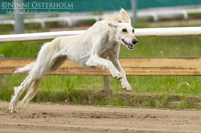 Салюки (Saluki)