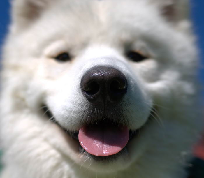 Самоед, самоедская собака, арктический шпиц (Samoyed)