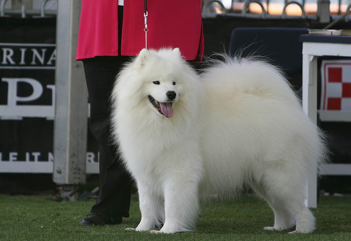 Самоед, самоедская собака, арктический шпиц (Samoyed)