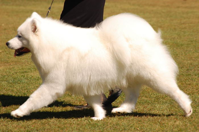 Самоед, самоедская собака, арктический шпиц (Samoyed)