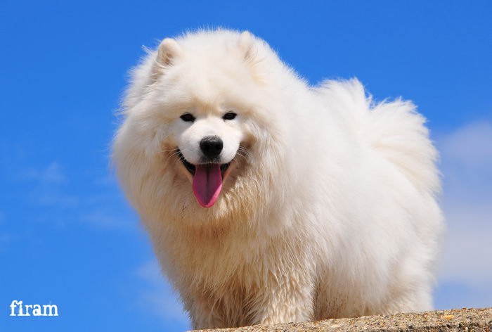 Самоед, самоедская собака, арктический шпиц (Samoyed)