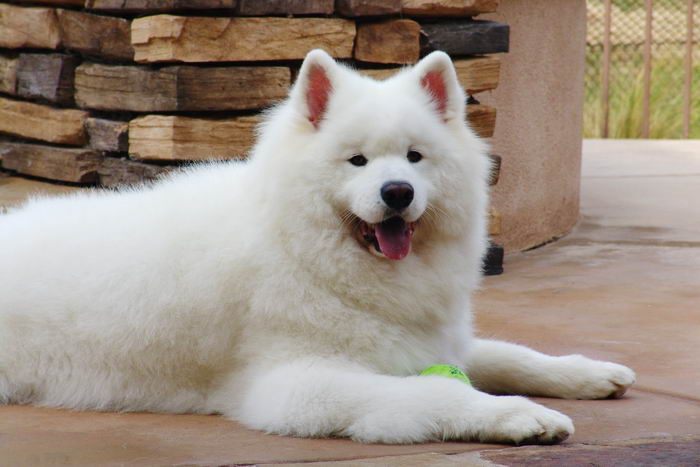 Самоед, самоедская собака, арктический шпиц (Samoyed)