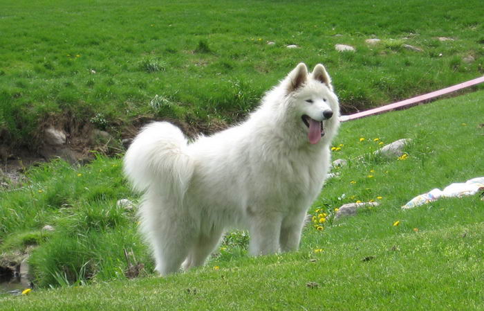 Самоед, самоедская собака, арктический шпиц (Samoyed)