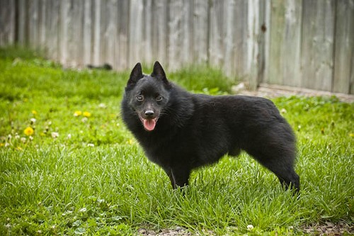 Порода собак Шипперке (Schipperke) - описание, характеристики