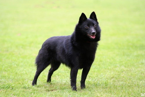 Порода собак Шипперке (Schipperke) - описание, характеристики