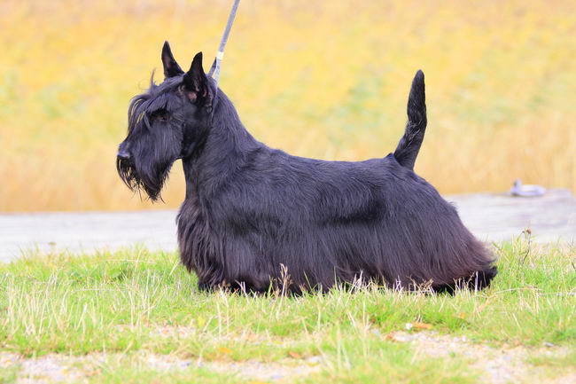 Шотландский терьер (Scottish Terrier)