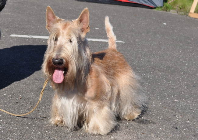 Шотландский терьер (Scottish Terrier)