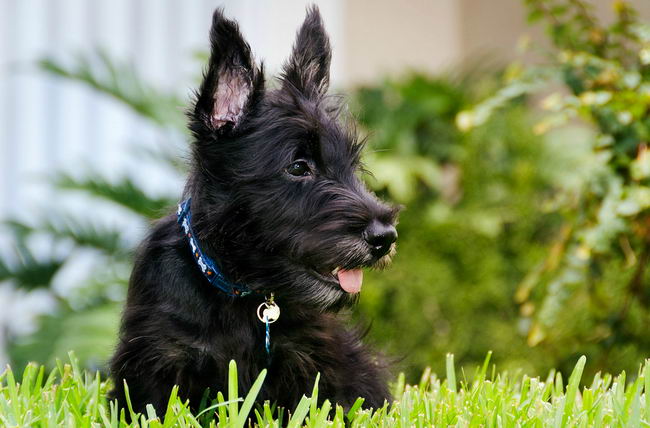 Шотландский терьер (Scottish Terrier)