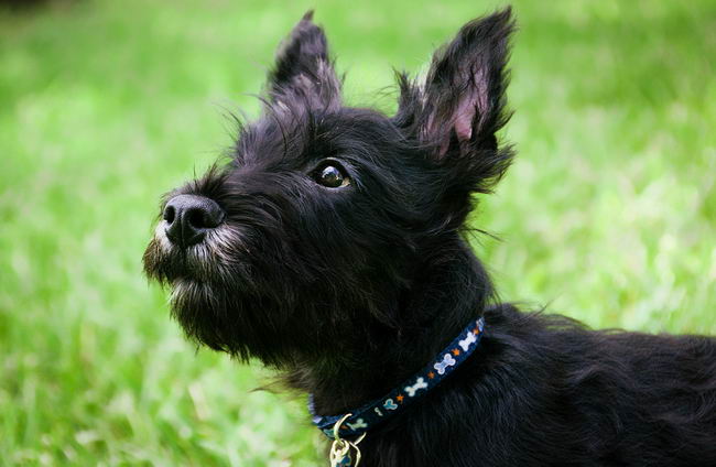 Шотландский терьер (Scottish Terrier)