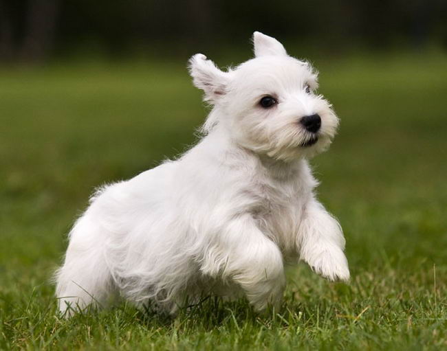 Силихем терьер (Sealyham Terrier)