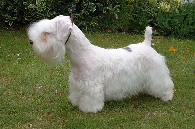 Силихем терьер (Sealyham Terrier)