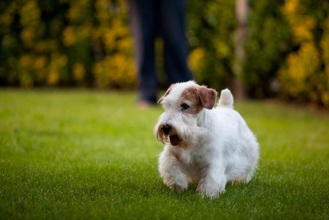 Силихем терьер (Sealyham Terrier)