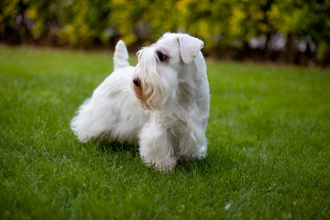 Силихем терьер (Sealyham Terrier)