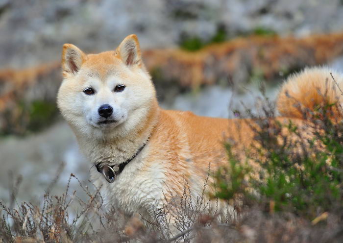 Сиба (Shiba)