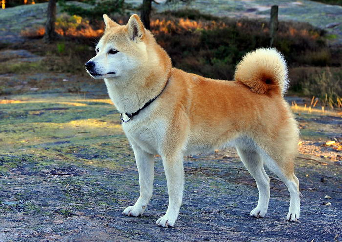 Сиба (Shiba)