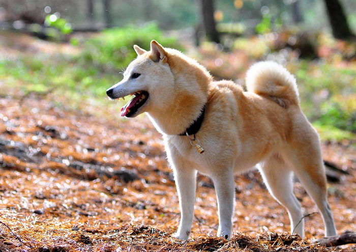 Сиба (Shiba)