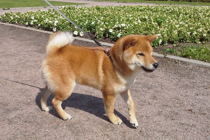 Сиба (Shiba)