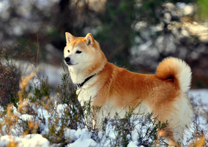 Сиба (Shiba)