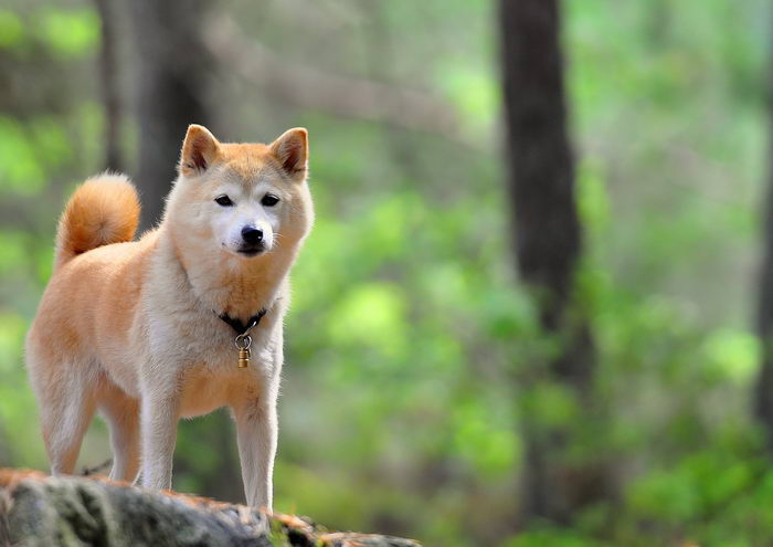 Сиба (Shiba)