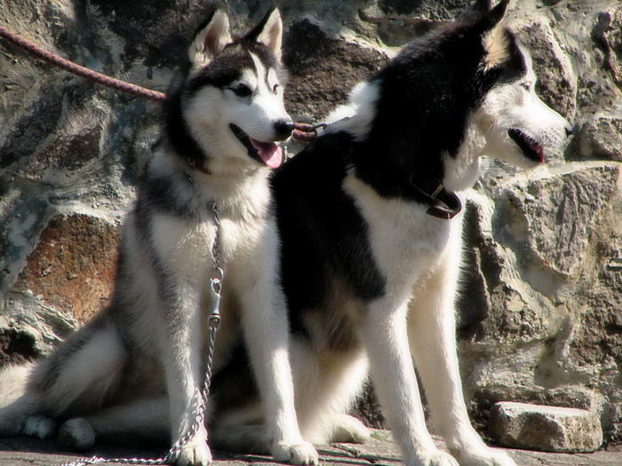 Сибирский хаски (Siberian Husky)