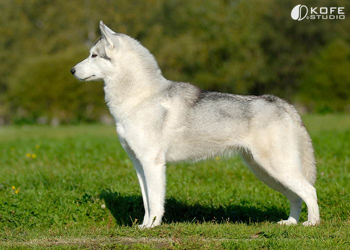 Сибирский хаски (Siberian Husky)