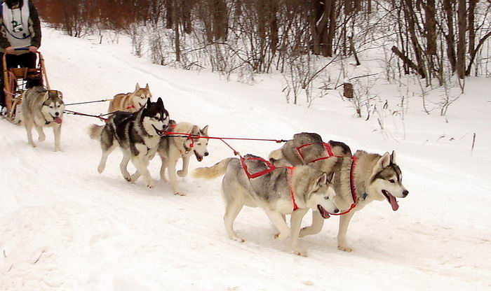 Сибирский хаски (Siberian Husky)