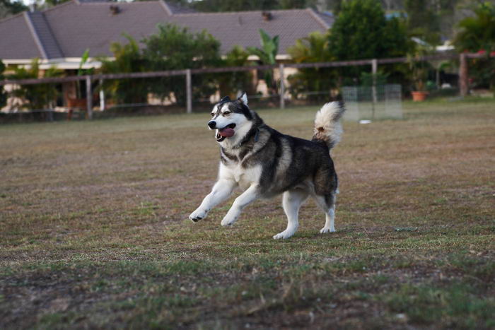 Сибирский хаски (Siberian Husky)