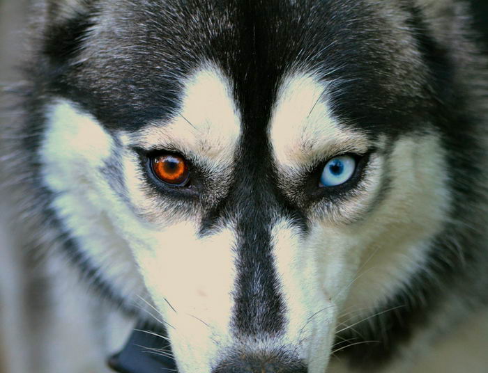 Сибирский хаски (Siberian Husky)