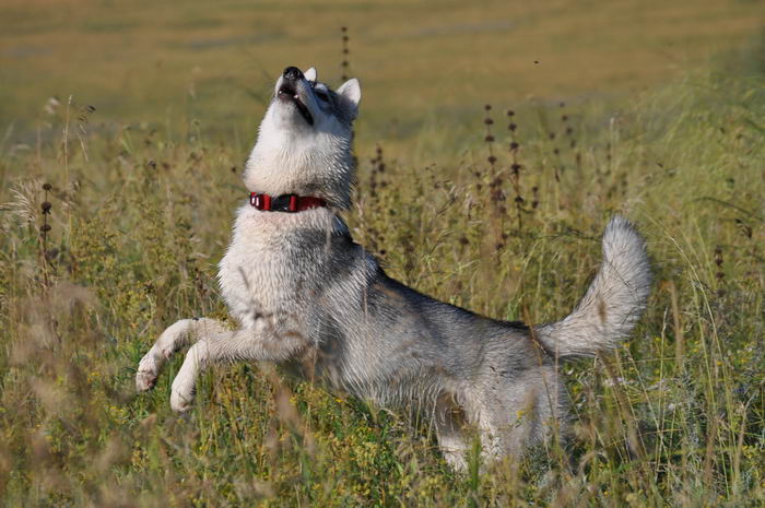 Сибирский хаски (Siberian Husky)