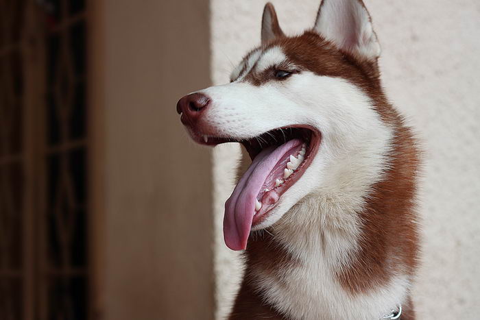 Сибирский хаски (Siberian Husky)